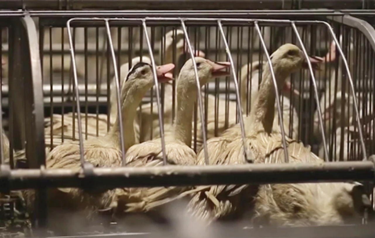 Anatre in gabbia per il foie gras